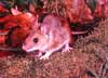 wood mouse